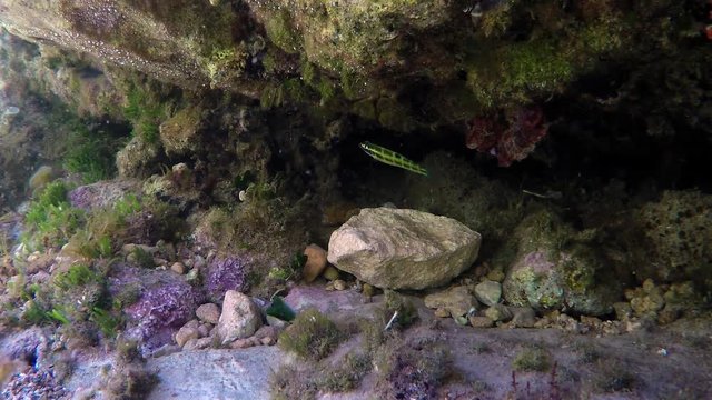 Small green fish Ornate wrasse (Thalassoma pavo) - Donzella pavonina in italian - in little cave in the Mediterranean Sea in Sicily, Italy.