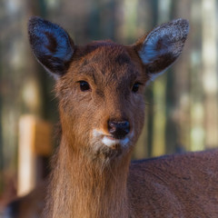 Portrait of a Sika doe in the forest