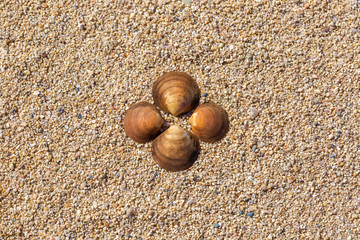 Sea shells on the sand. Summer beach background. Top view. Space for text