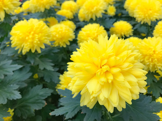 Yellow Cushion Champagne in the garden