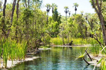 in the nature  the palm and the lake