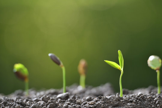 Group of green sprouts growing out from soil