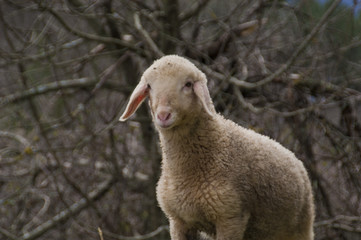 Naklejka na ściany i meble sheep in the wood (pecore nei boschi)