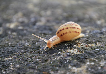 Snail crawling over a rock