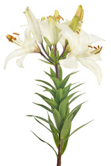 Fototapeta premium isolated white lily lush flower