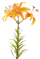 orange tiger isolated lily flower with three blooms