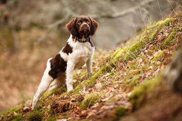 hunting dog epagneul breton on the hunt in a beautiful forest