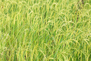 An organic asian golden rice farm during the sun set in the countryside of Thailand.