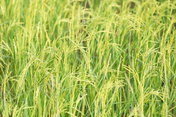 An organic asian golden rice farm during the sun set in the countryside of Thailand.
