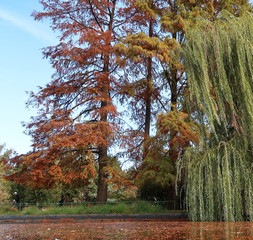 Walk on a sunny day in the autumn park