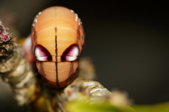 Image of Caterpillar Oleander Hawk-moth (Daphnis nerii) on tree branch. Worm. Insect. Animal.