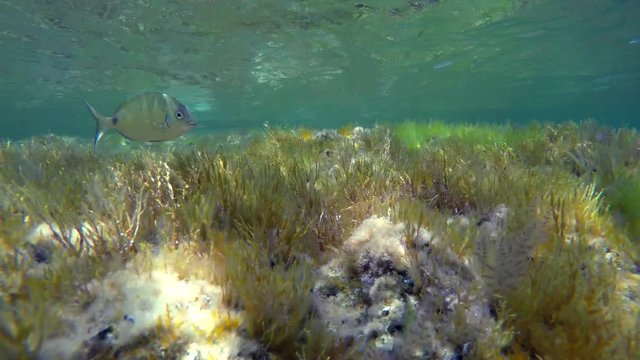 Green grass carpet with Small green fish Ornate wrasse (Thalassoma pavo) - Donzella pavonina in italian - pass by the scene. Video made in the Mediterranean Sea in Sicily, Italy.