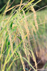 An organic asian golden rice farm during the sun set in the countryside of Thailand.