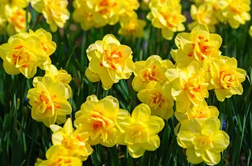 Photo sur Plexiglas Narcisse Belles jonquilles à fleurs doubles dans le jardin familial