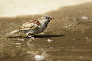 Image of Sparrows are drinking water on the floor. Birds. Animal.