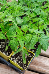 Young tomato seedlings started early in the greenhouse.