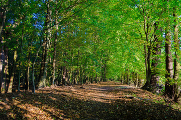 Early autumn forest scenery 