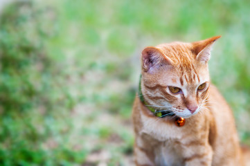 Fototapeta na wymiar Lovely brown domestic cat in green garden - cute animal background concept