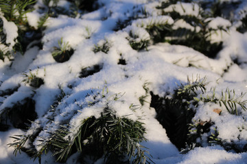 snow on tree needles