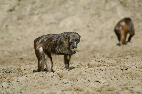 Stump-tailed macaque (Macaca arctoides)