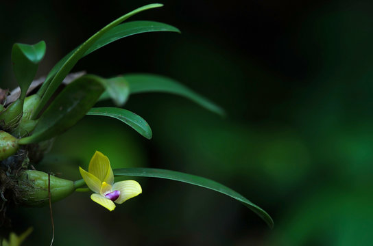 Rare species wild orchids Bulbophyllum sillenianum