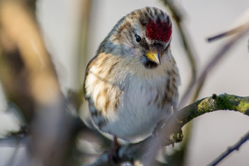 Common redpoll on a branch