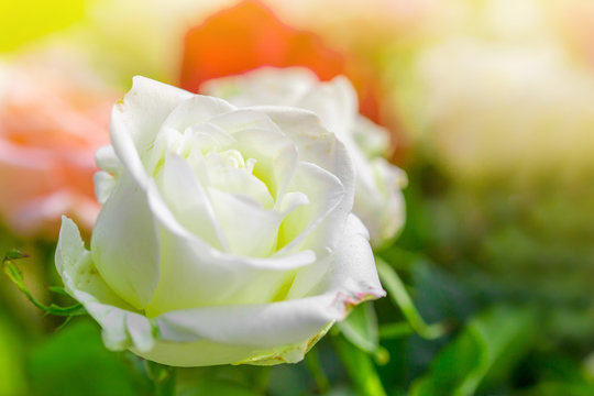 The bouquet of colorful roses with the green leave and flare to present romantic feeling. 