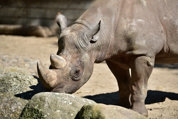 Nashorn Safari