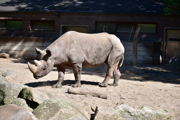 Nashorn Safari