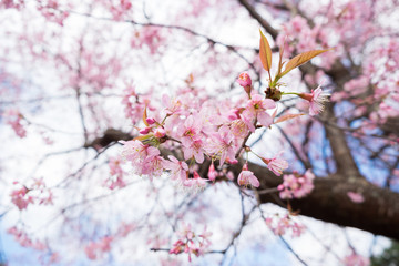 Wild Himalayan Cherry blossoms in Khunwang, Chiang Mai, Thailand.