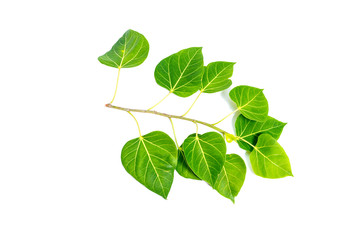 Fototapeta na wymiar Green leaf Pho leaf, (bo leaf,bothi leaf) solated on white background.