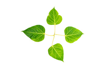 Green leaf Pho leaf, (bo leaf,bothi leaf) solated on white background.