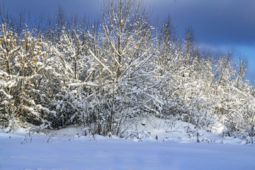 trees under the snow winter landscape