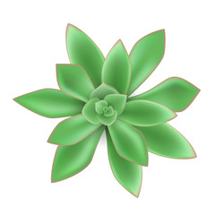 Green succulent plant from top view. Realistic vector illustration, isolated on white for natural design