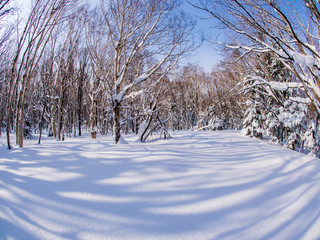 雪原に映える木陰