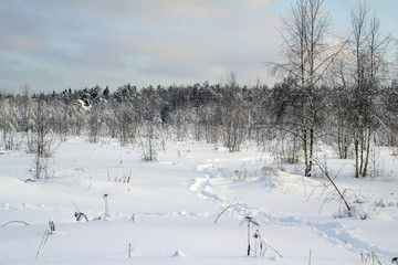 trees under the snow winter landscape