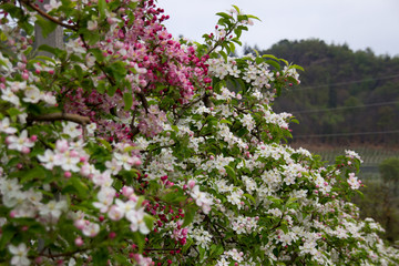 Apfelblüte in Südtirol