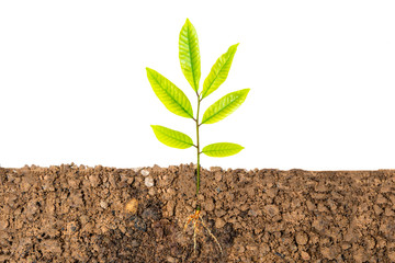 Growing plant with underground root visible on white background