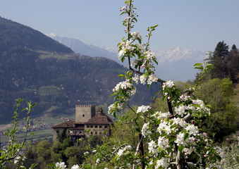 Apfelblüte in Südtirol