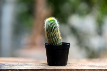 small cactus on wood table and blur background