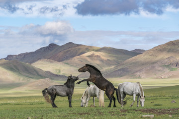 Wild horses playing and grazing and Khangai mountains in the background, Hovsgol province, Mongolia
