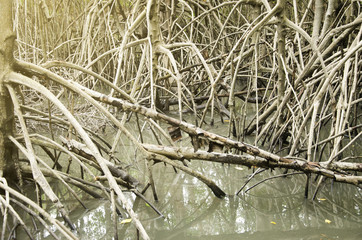 Mangrove forests on the coast.