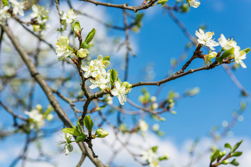 Closeup of cherry blossoms.