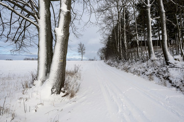 winter path lined with trees with snow in winter in the highlands