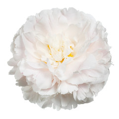 Delicate peony isolated on white background.
