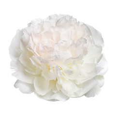 Delicate peony isolated on white background.