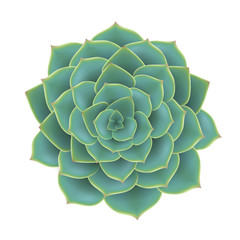 Green succulent plant from top view. Realistic vector illustration, isolated on white for natural design