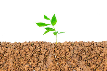 Growing plant with underground root visible on white background