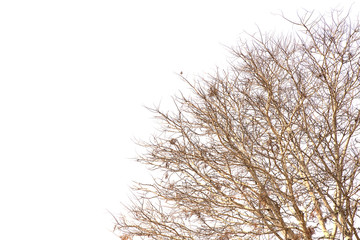 Dead tree branches isolated on white background.