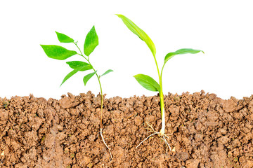 Growing plant with underground root visible on white background
